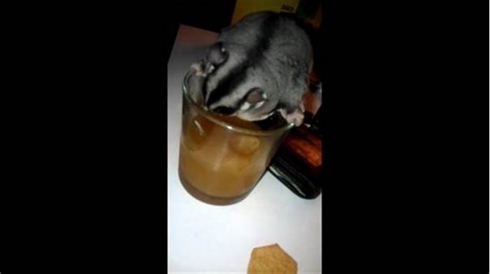 Can you give a sugar glider apple juice