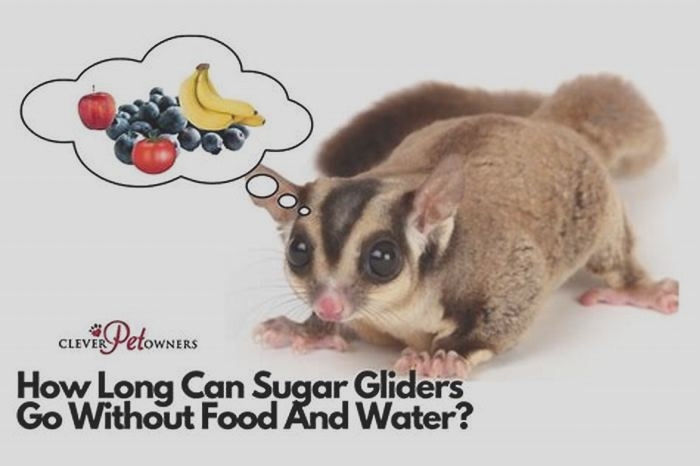 Can you give a sugar glider honey?