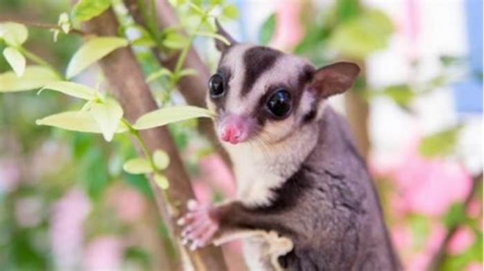 Can you have just 1 sugar glider?