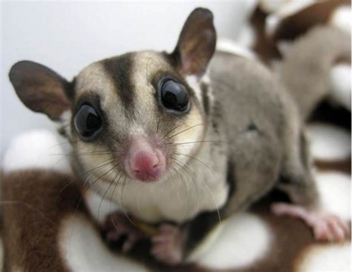 Can you have just one sugar glider?