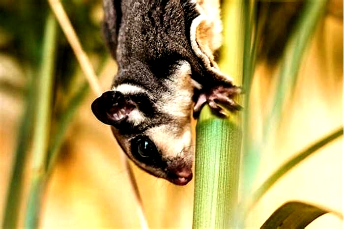 Can you leave a sugar glider alone?