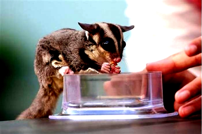 Can you potty train a sugar glider?