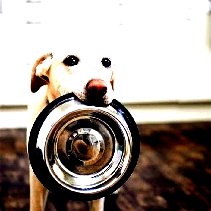 Can you wash dog bowls in dishwasher with human dishes?