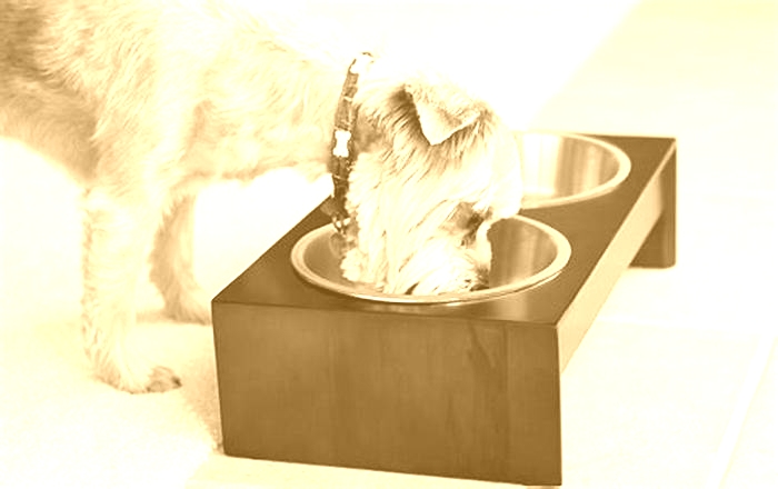 Do dog bowls make a difference