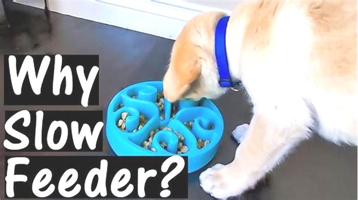 Do dogs get frustrated with slow feeders?