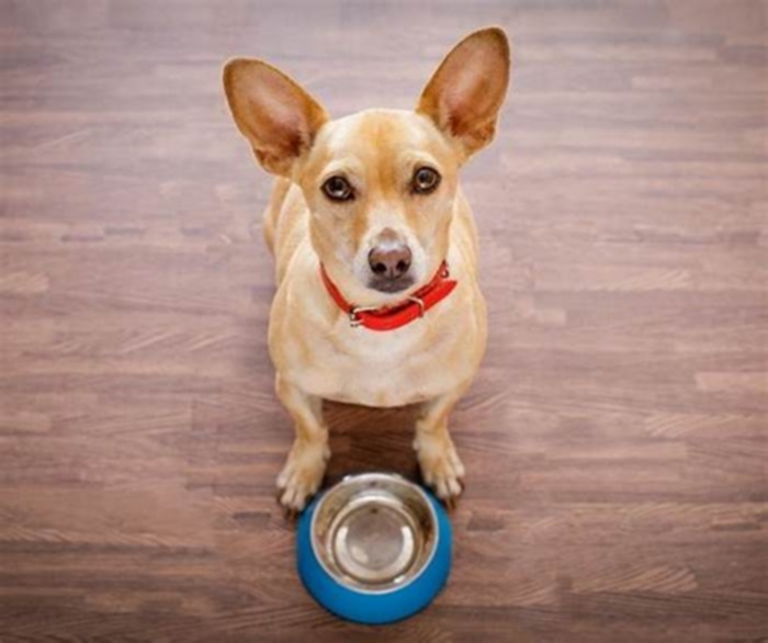 Do dogs like their water bowl next to their food bowl?