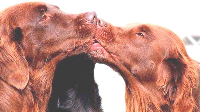 Do dogs love kisses?