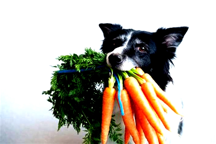 Do dogs need vegetables?