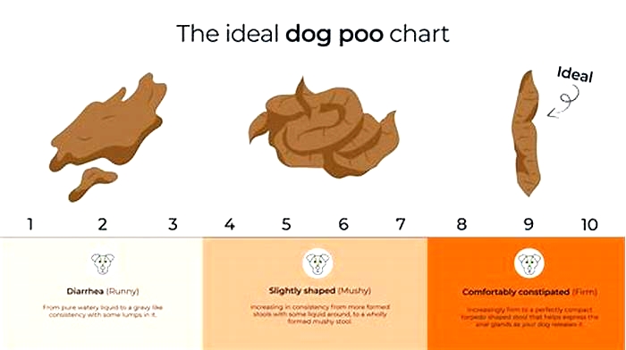 Do dogs poop less on wet food