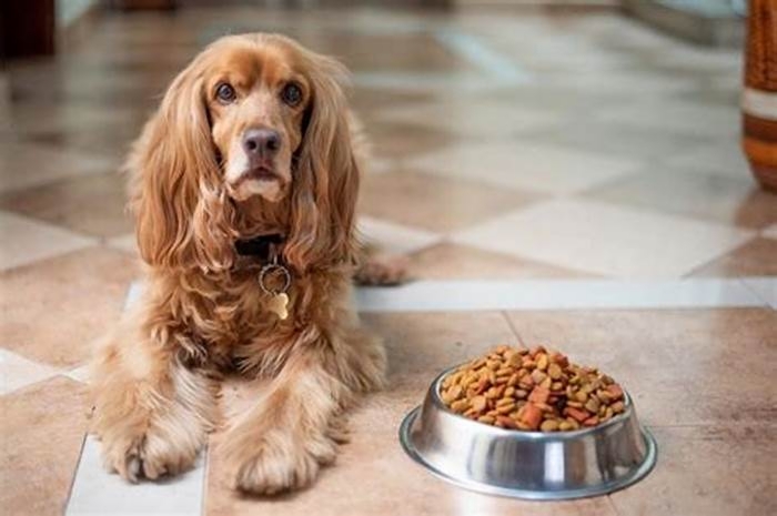 Do dogs prefer kibble or wet food?