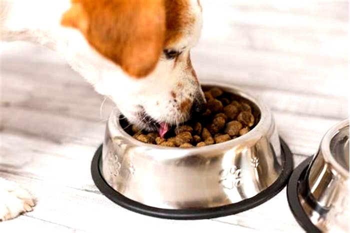 Do dogs really need dry food