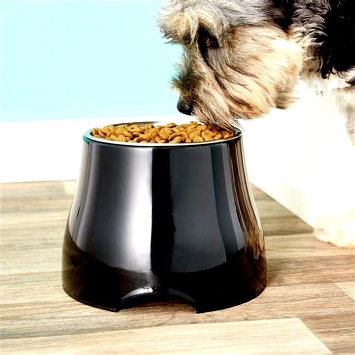 Do dogs really need elevated bowls