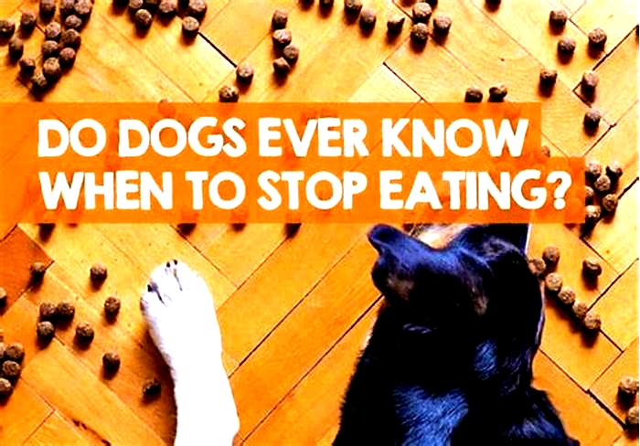 Do dogs stop eating when they are full