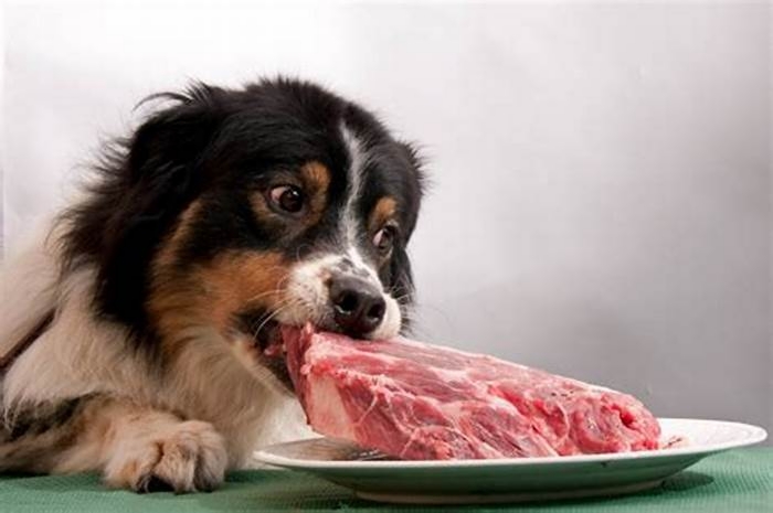 Do dogs who eat raw meat live longer