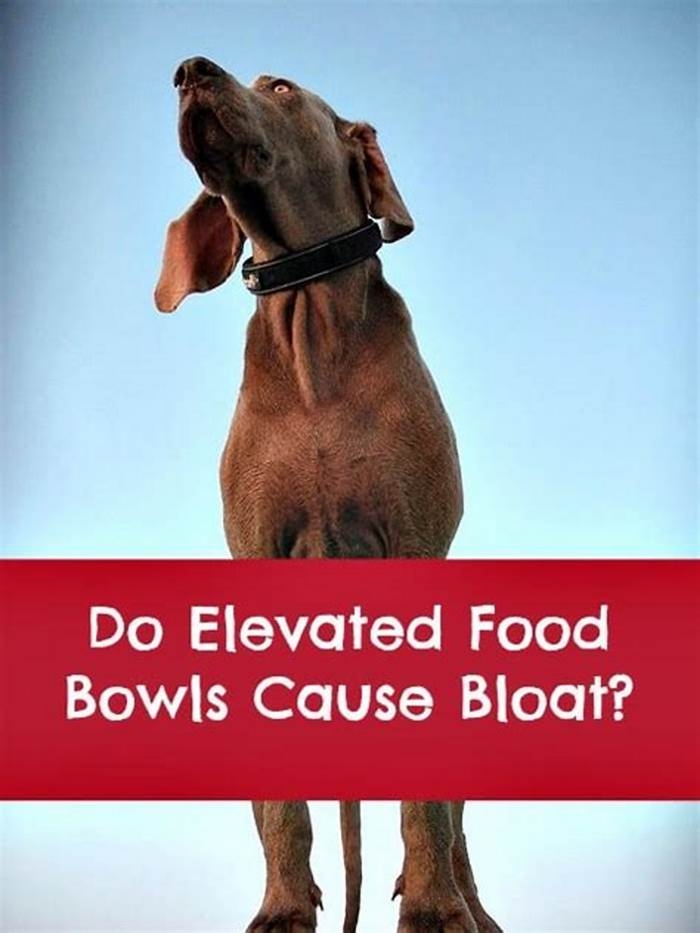 Do elevated bowls cause bloat