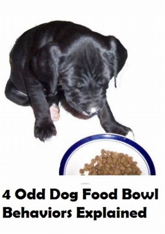 Do metal bowls affect dogs