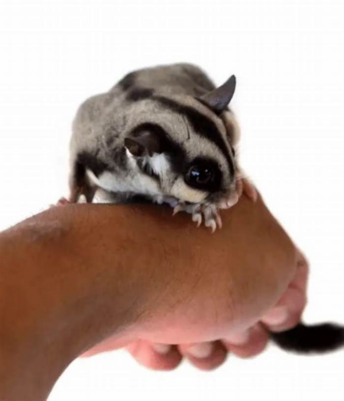 Do pet sugar gliders smell bad?