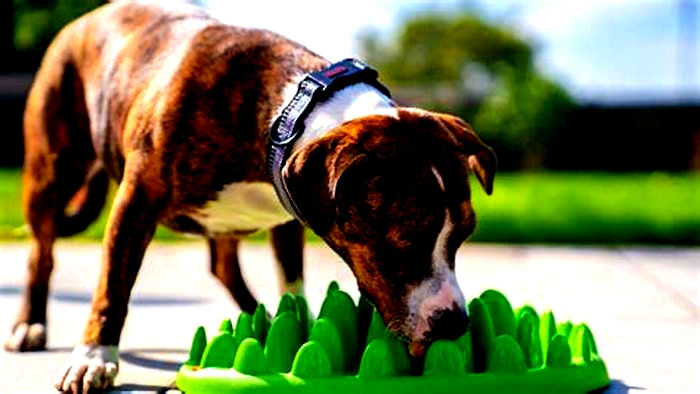 Do slow feeders cause food aggression