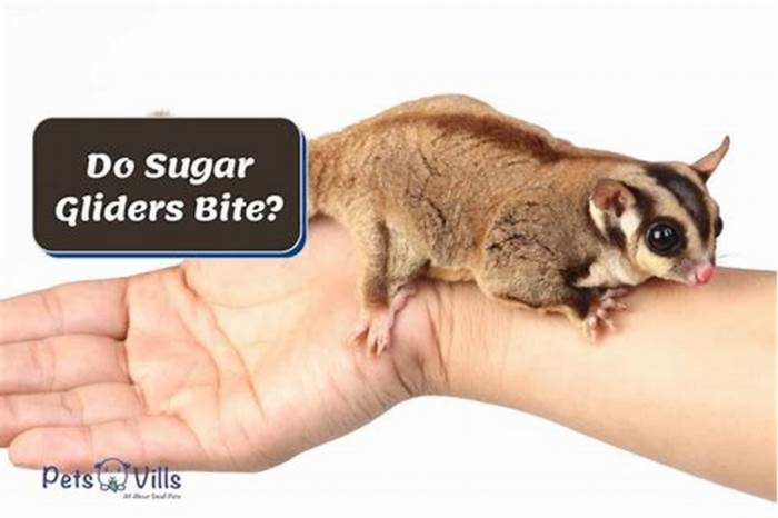 Do sugar glider bites hurt?