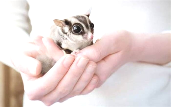 Do sugar gliders bond with humans