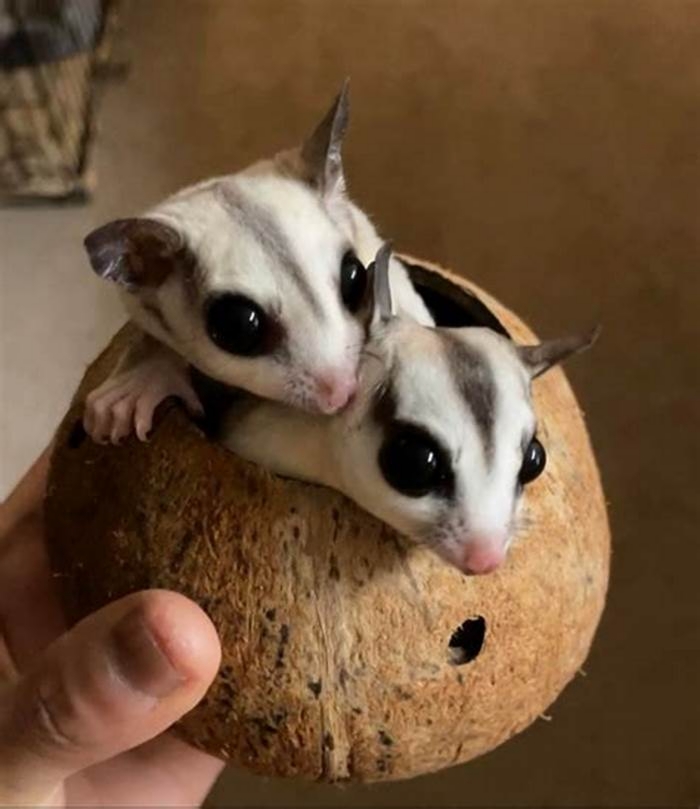 Do sugar gliders cuddle you