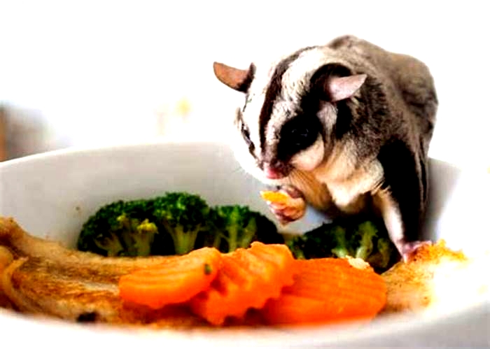 Do sugar gliders eat lettuce