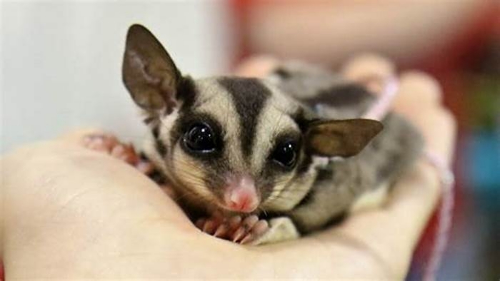 Do sugar gliders get attached to their owners?