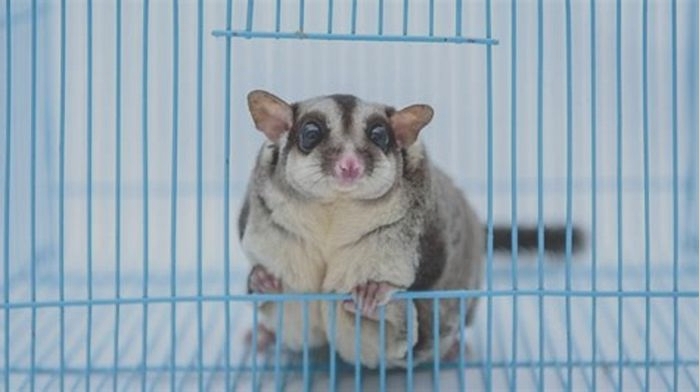 Do sugar gliders get sick easily