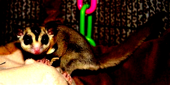 Do sugar gliders hate light?