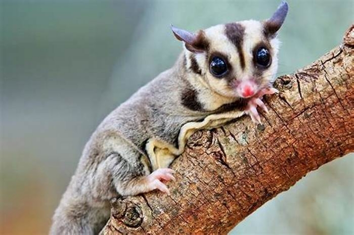 Do sugar gliders like dogs?