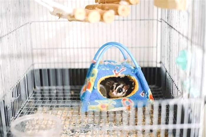 Do sugar gliders need bedding in their cage