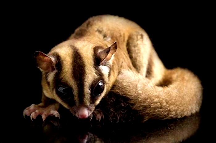 Do sugar gliders smell