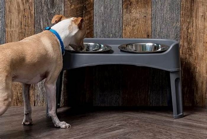 Do vets recommend elevated dog bowls?