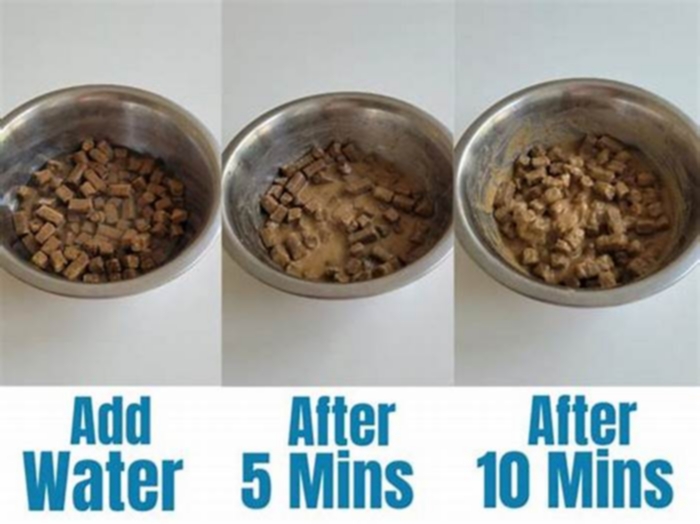 Does adding water to dog food prevent bloat?