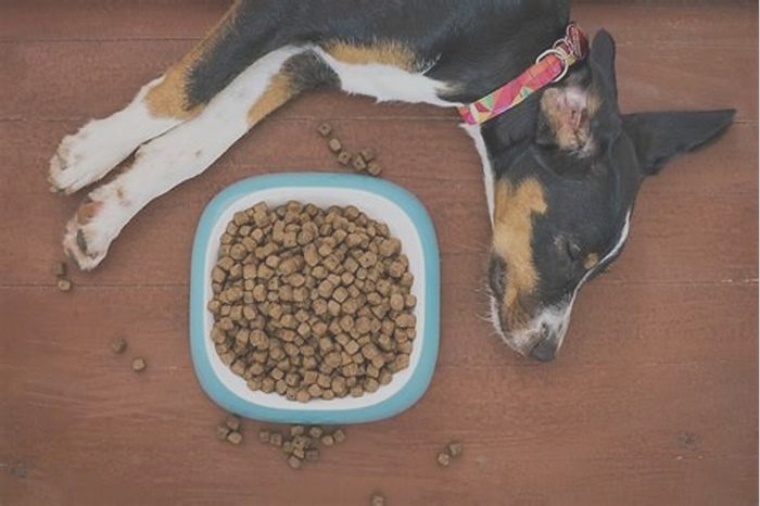 Does kibble expand in dogs stomach?