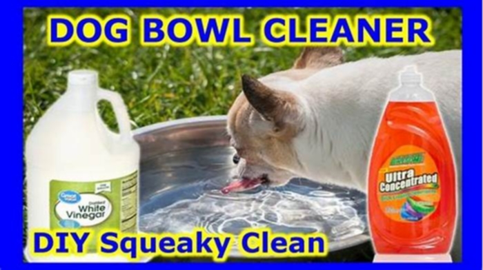 Does vinegar disinfect dog bowls