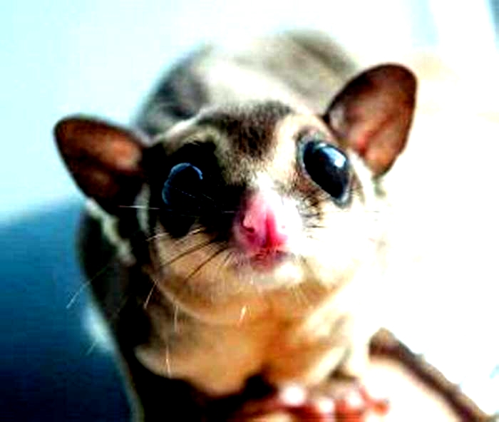 How aggressive are sugar gliders?