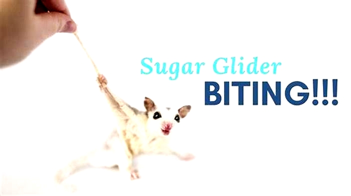 How bad do sugar gliders bite