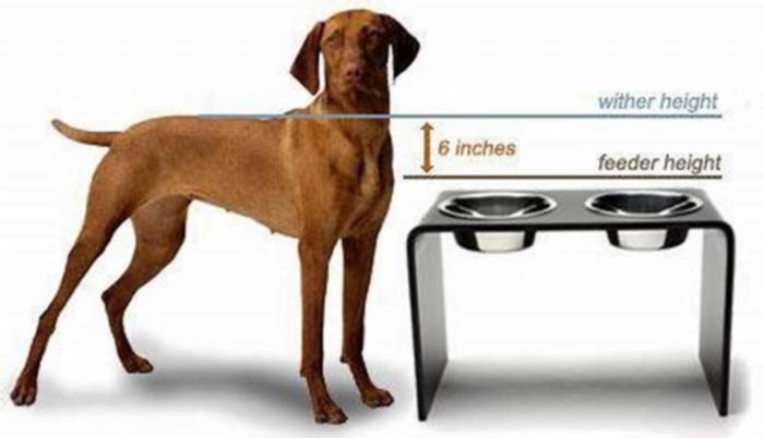 How big should a dog bowl be