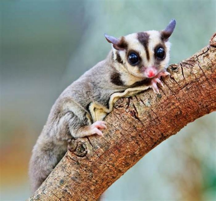 How dirty are sugar gliders