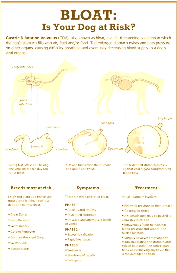 How do I Debloat my dog s stomach