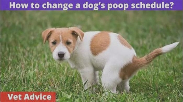 How do I change a dog's poop schedule?