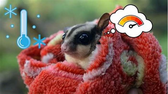 How do I know if my sugar glider is cold