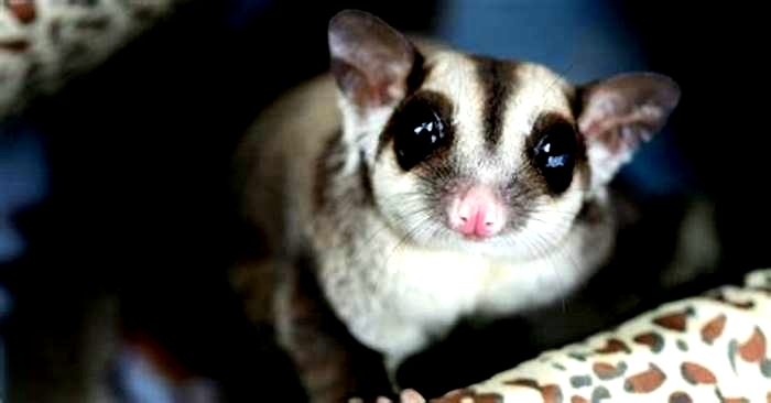 How do I know if my sugar glider is happy