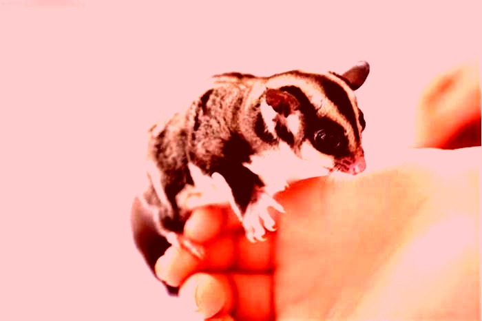 How do I know if my sugar glider is in pain?