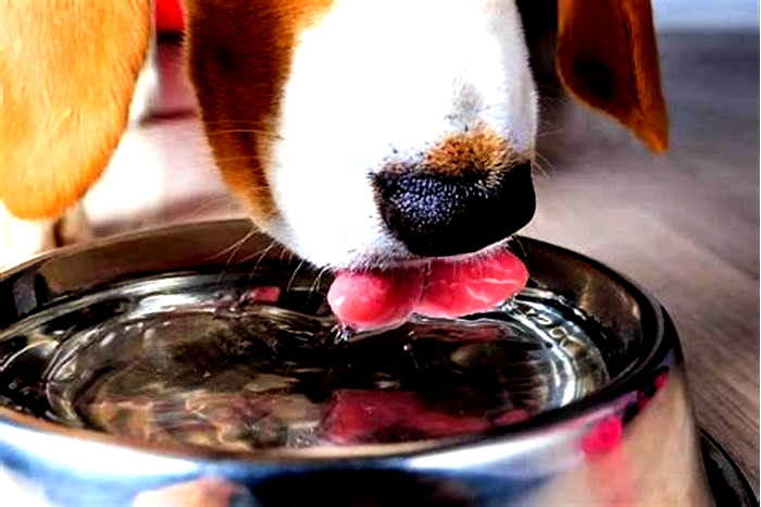 How do I stop my dog from tipping over the water bowl?