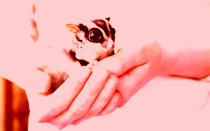 How do you bond with a sugar glider