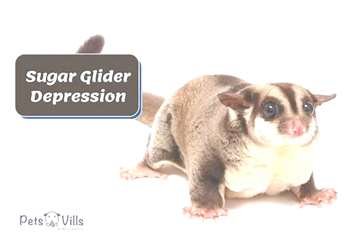 How do you know if your sugar glider is sad?