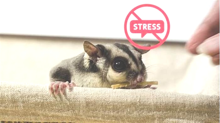 How do you know if your sugar glider is stressed