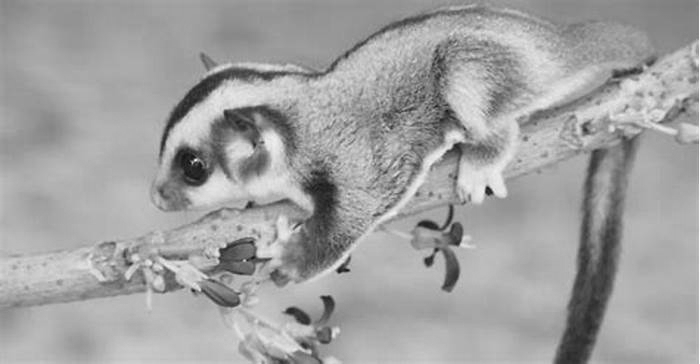 How do you know if your sugar glider likes you?